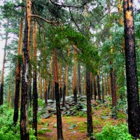 Сосны на камнях :: Александр Садовский