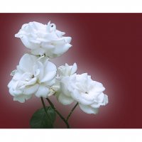 белые  розы :: георгий петькун
