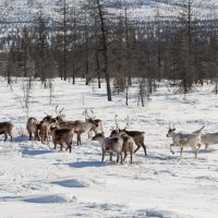 Северные олени в Якутии :: Михаил Потапов
