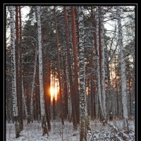 лес... :: Надежда Шемякина