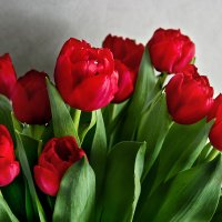 Тюльпаны. :: Elena Klimova