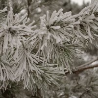 снег на ветвях :: Константин Рудинский