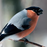 Bullfinch (Pyrrhula-pyrrhula) :: Анатолий Тимофеев