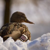 мысли о весне :: Андрей Денисов