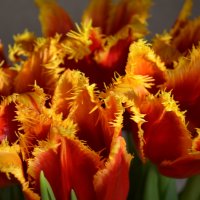 Tulips :: Diana Maiba