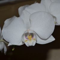 Мои любимые орхидеи :: Eva Polozi