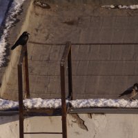Ворона и грач :: Мира Туркина