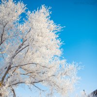 зима :: Ксения kd-photo
