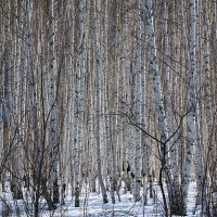 Берёзки. :: Вадим Коржов