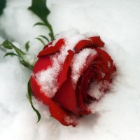 ...роза на снегу... :: Андрей Гр