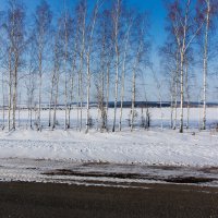 берёзы :: Алексей Константинов