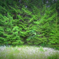Зеленый лес :: Анастасия Стародубцева