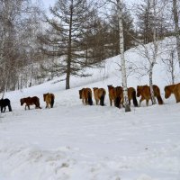 партизанский наш отряд ... :: Maxxx©  