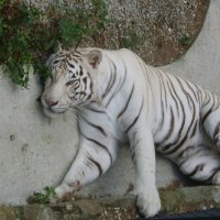 Белый тигр :: Константин Рудинский