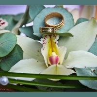 Орхидея любви :: Ева Олерских