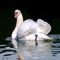 Я уплываю,но скоро вернусь! :: Наталья 