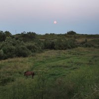 Под луной :: Мария Кондрашова