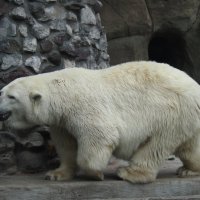 белый медведь :: Виктория Семенова