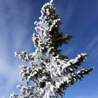Снег+ветер+ёлка :: Илья Су-фу-дэ