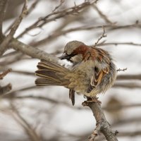 это мой хвост :: Владимир Екатеринбургский