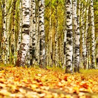 Осень :: олег фотограф-любитель