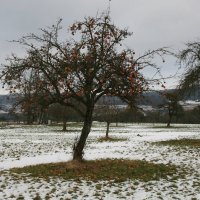 Яблоки на снегу :: serega.r Романов