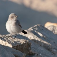 Чернохвостка (Cercomela melanura;) :: Maksim Dubinsky