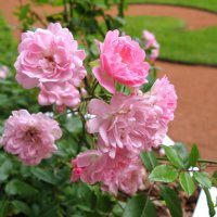 Розы в Летнем саду. :: ТАТЬЯНА (tatik)