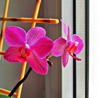 орхидея :: Александр Корчемный