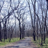 Весна в лесу))) :: Ксения Довгопол