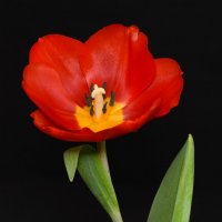 The little red Tulip :: Галина Galyazlatotsvet