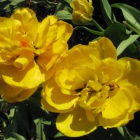 Жёлтые тюльпаны... :: ТАТЬЯНА (tatik)