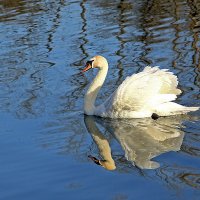 По синей воде лебедь белая плывёт :: Alexander Andronik