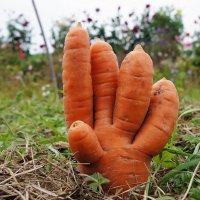 Приветливая морковка... :: марк 