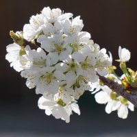 flowering tree :: vanyathesniper 
