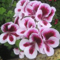 Pelargonium grandiflorum / Пеларгония крупноцветковая :: laana laadas