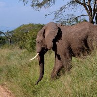 Африканский слон :: Евгений Печенин