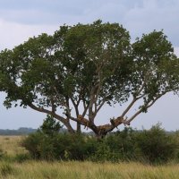 Львиная сиеста :: Евгений Печенин