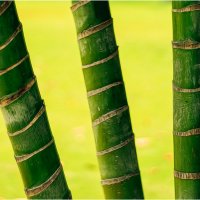 bamboo :: yameug _