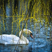 Лебедь на реке :: Дмитрий Тафров