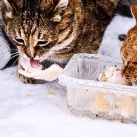 ужин на двоих :: олеся тронько