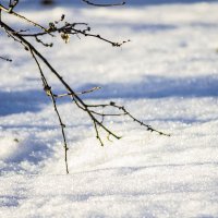 весенний снег и веточка :: Елена Баландина