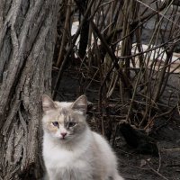 красивая кошка :: kate grayeyed