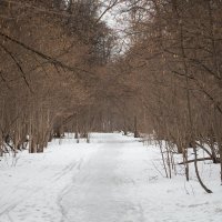 Битцевский лес :: Андрей Кузнецов