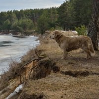 Ох и глубока, Оять река :: Алексей К