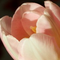 Розовый тюльпан :: wea *