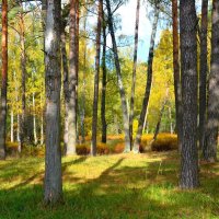 Осенний лес :: Милешкин Владимир Алексеевич 