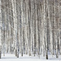 чаща глухая :: Роман Червов