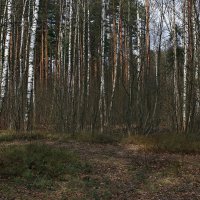 Весенний лес :: Михаил Лобов (drakonmick)