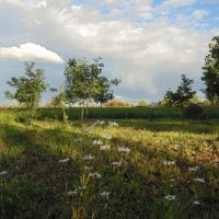 Белые ромашки в поле. :: Людмила Ларина